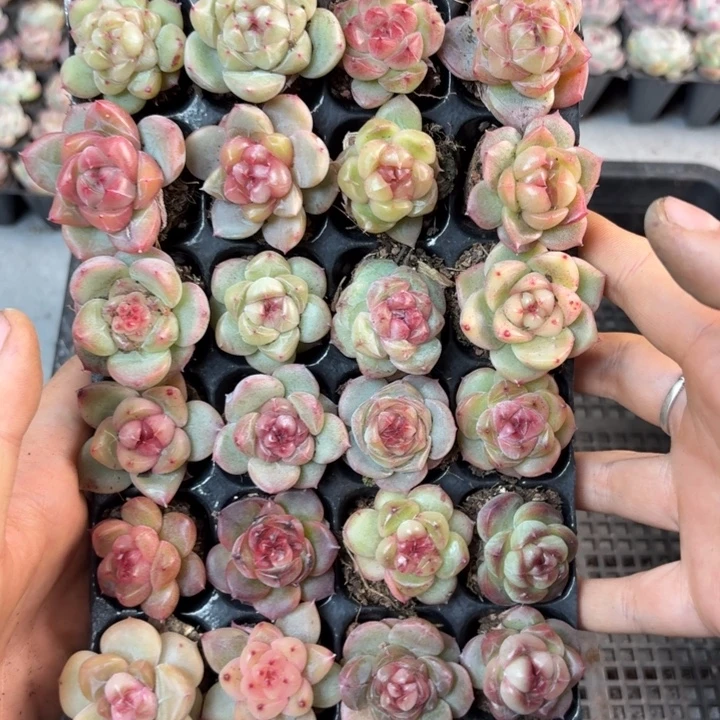 F***y精品直播一单包邮238