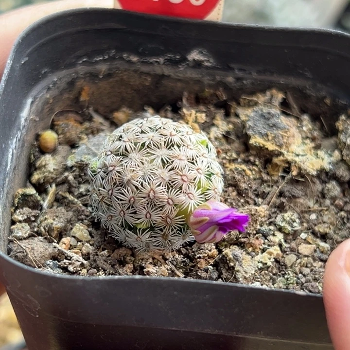 实生带花苞红花克氏丸2.2cm