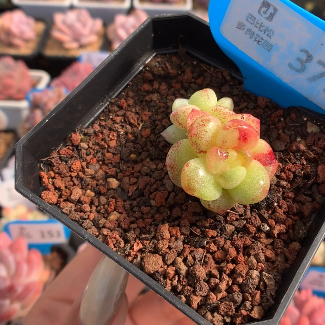 371双头阴阳脸冰玉石化多肉