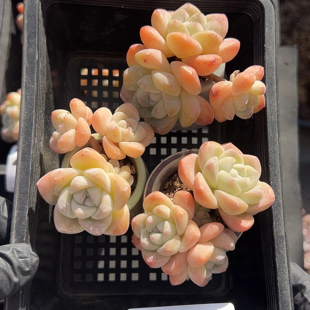 2923，三个三头冰玉带盆发