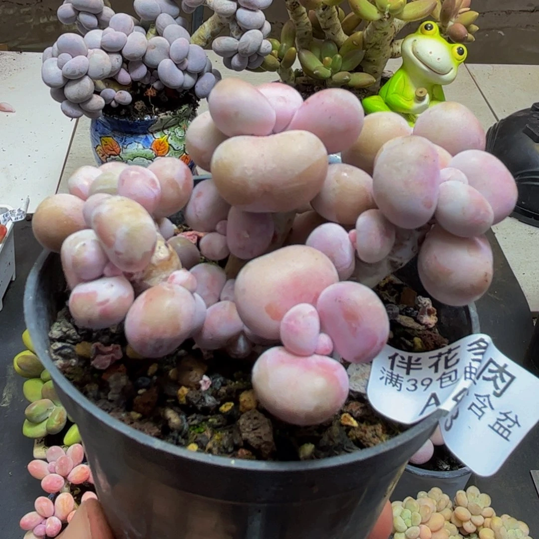 433/6cm腰子桃蛋多肉植物