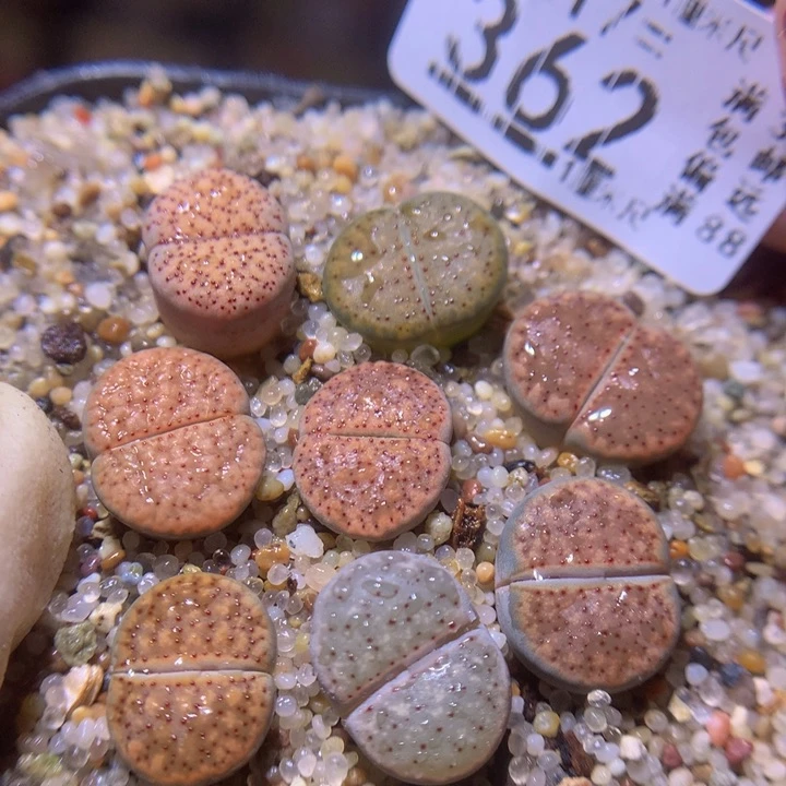 精品生石花217.362