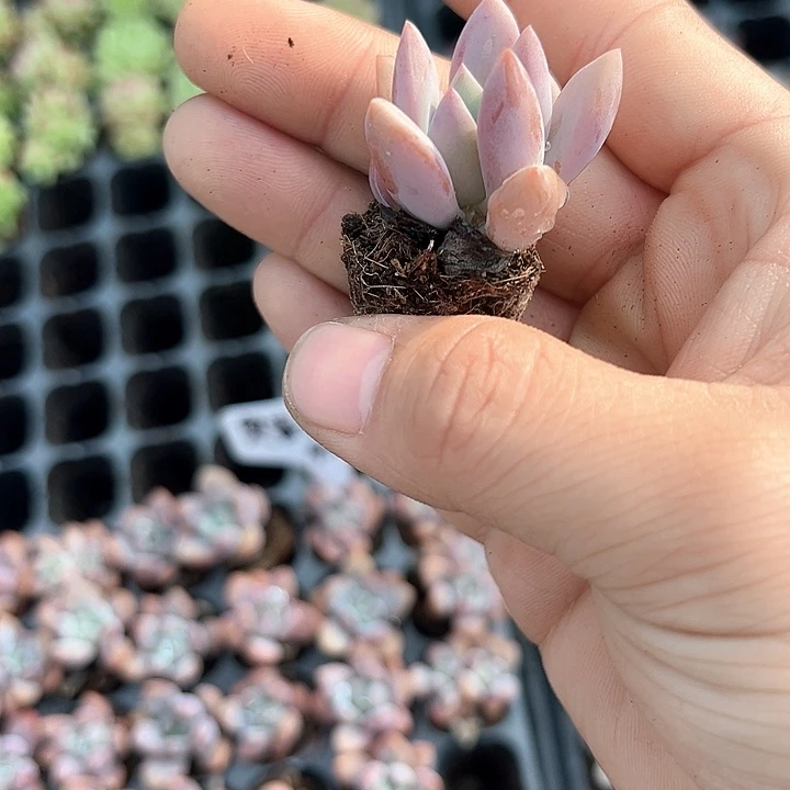 奥普琳娜 满10颗包邮