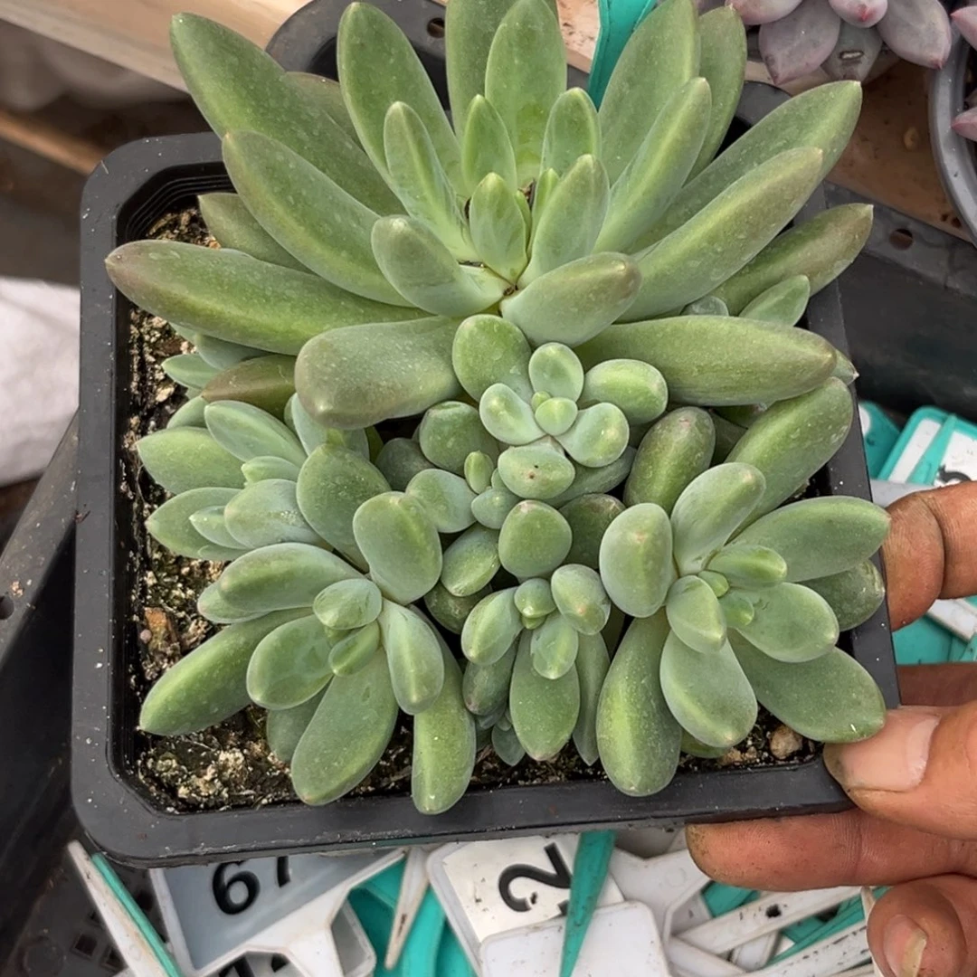 多肉植物橙色奇迹339