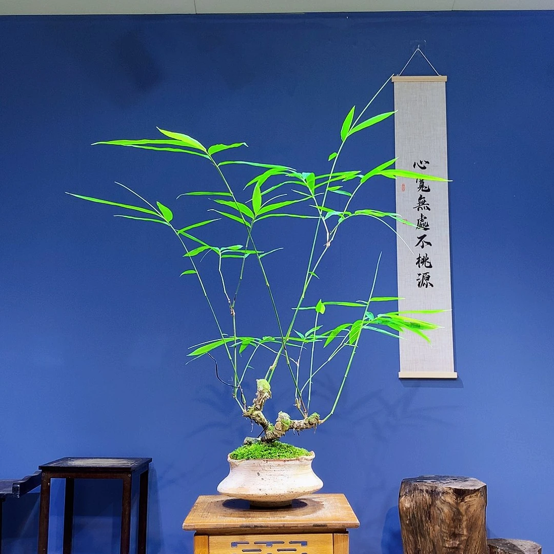不开花植物青皮簕竹