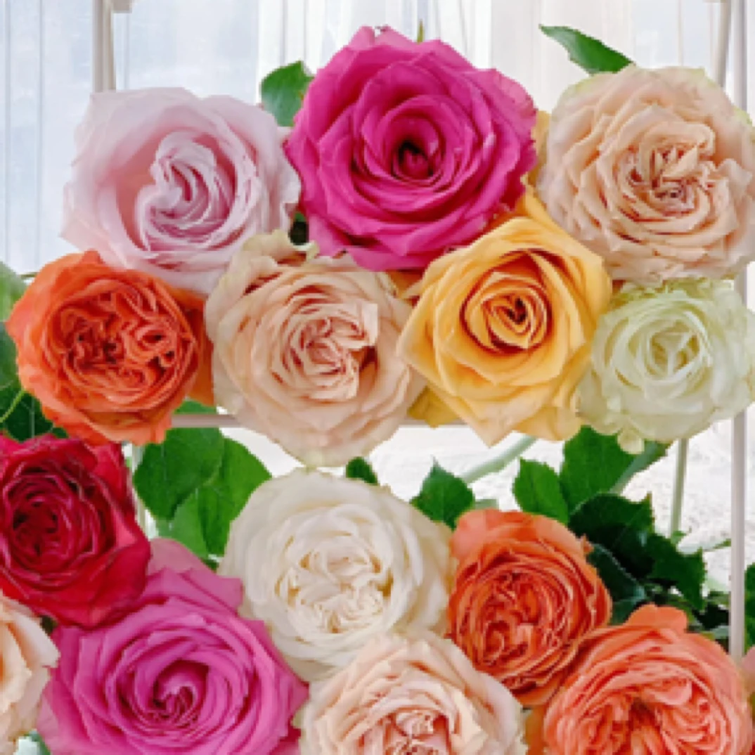 【帝王玫瑰】一扎中通 两扎顺丰