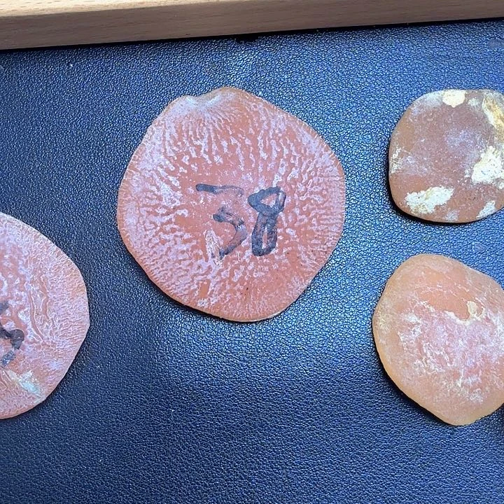 风***落青鱼石青鱼石青鱼石