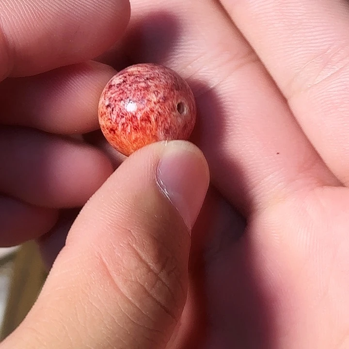 别***喽人工养殖鹿三界1.6尺寸三界珠