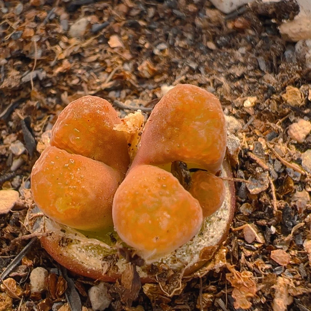 12多肉植物百科知识