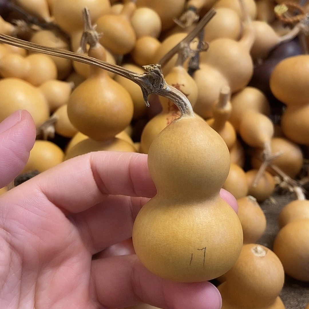 文玩葫芦 完美主义者 慎拍17