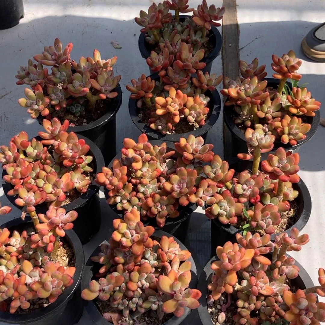 5.2苹果奶随机图片