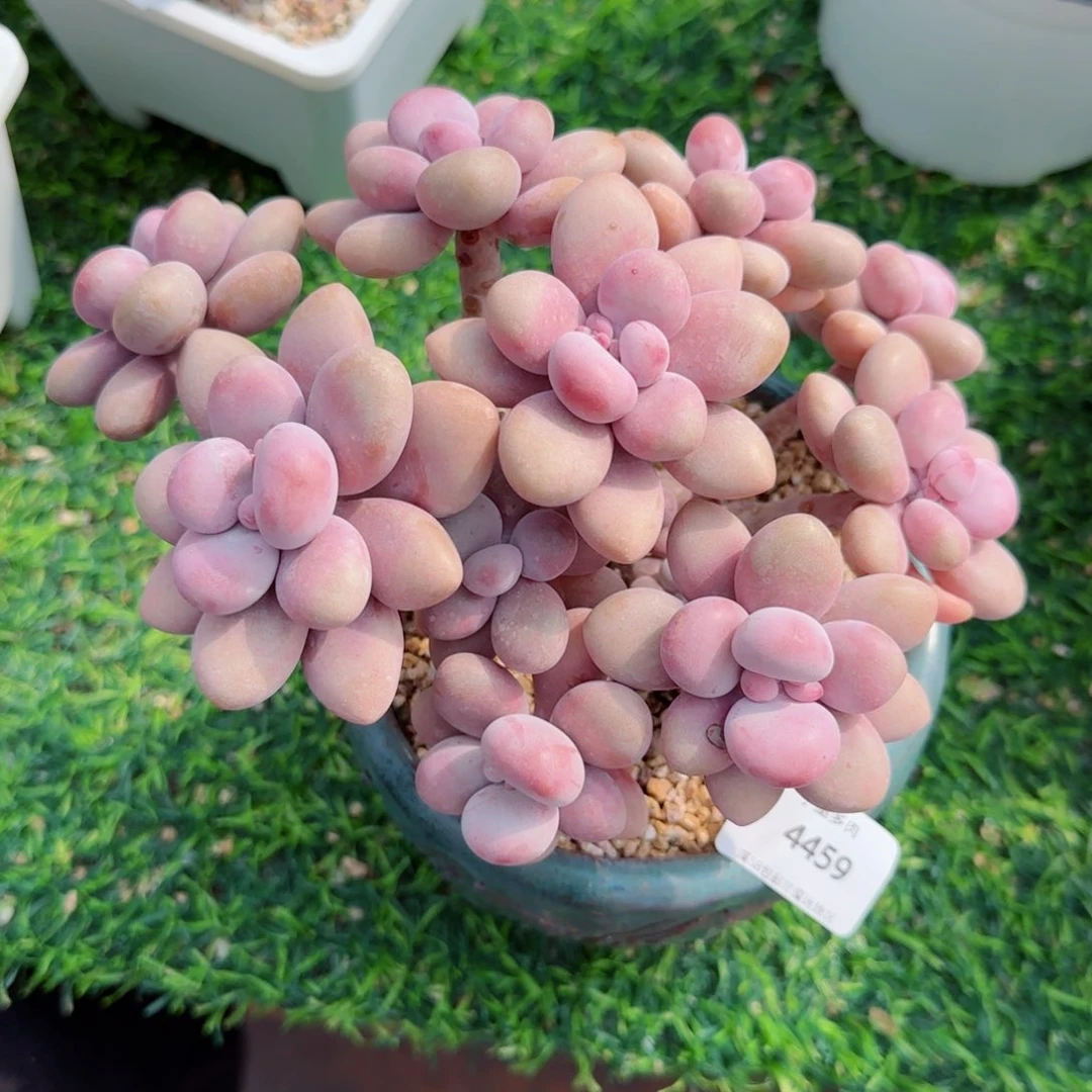 桃蛋无砍，4459多肉