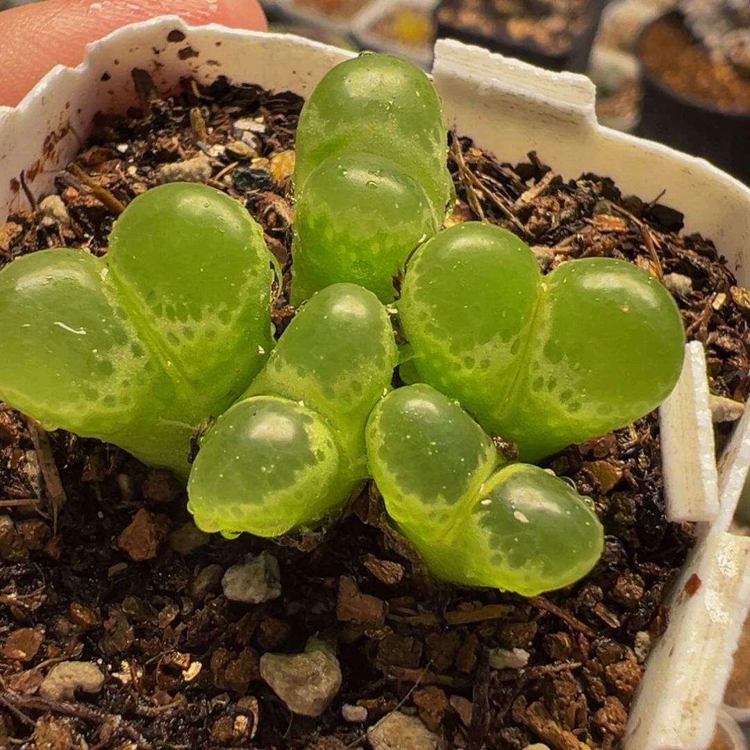 182多肉植物种类多样