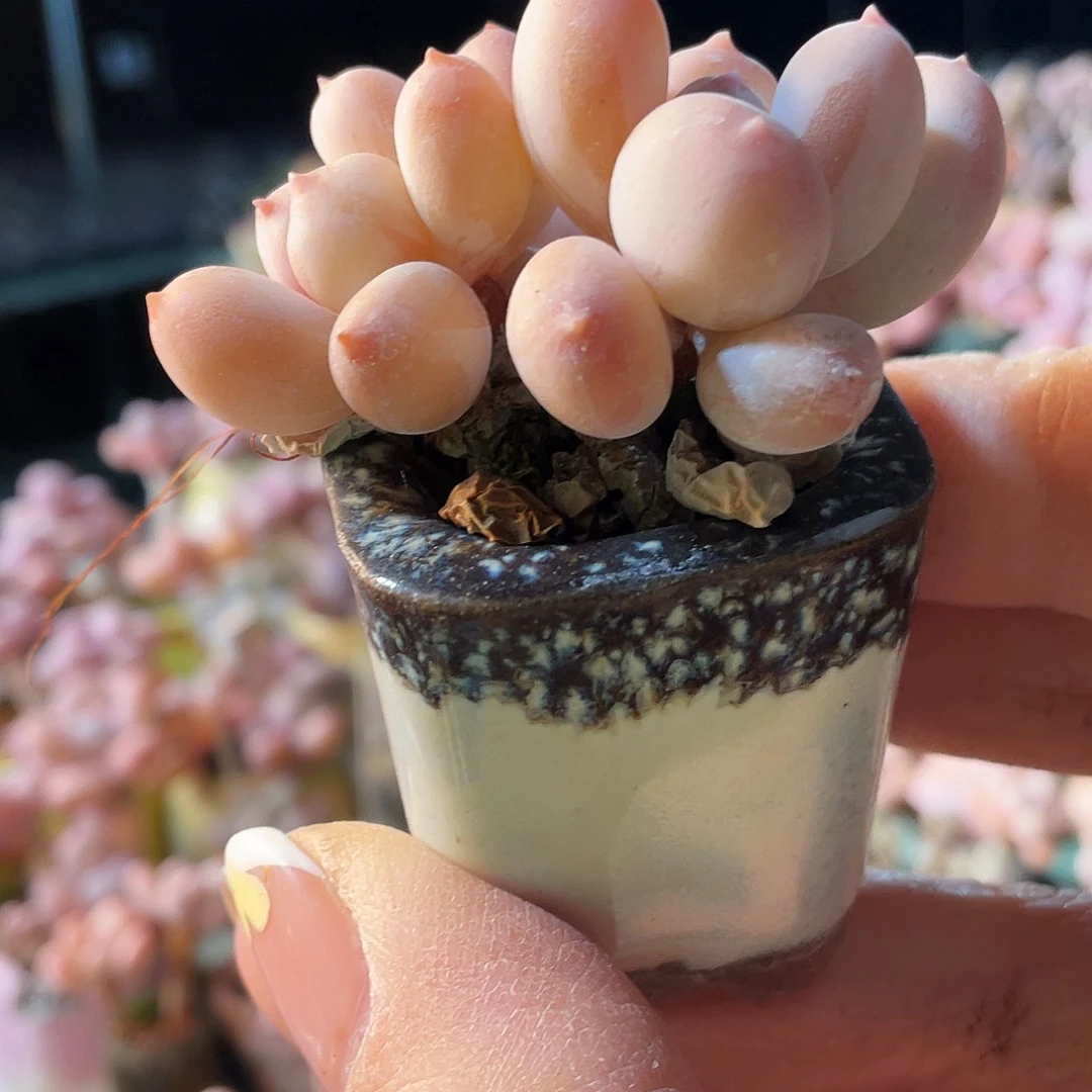 梦**境多肉植物的生长发育与生长发育
