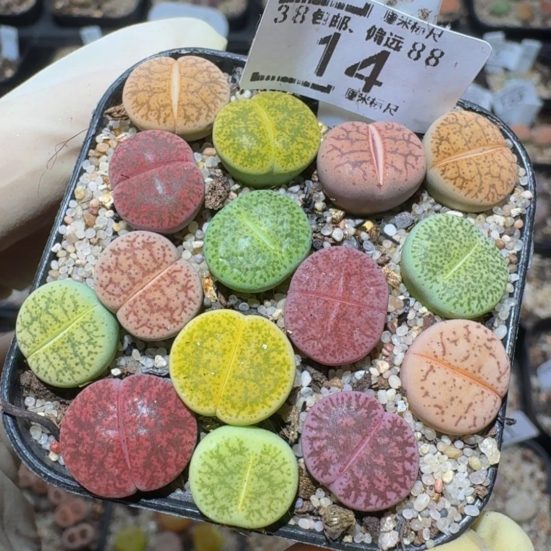 zzzzz精品生石花14