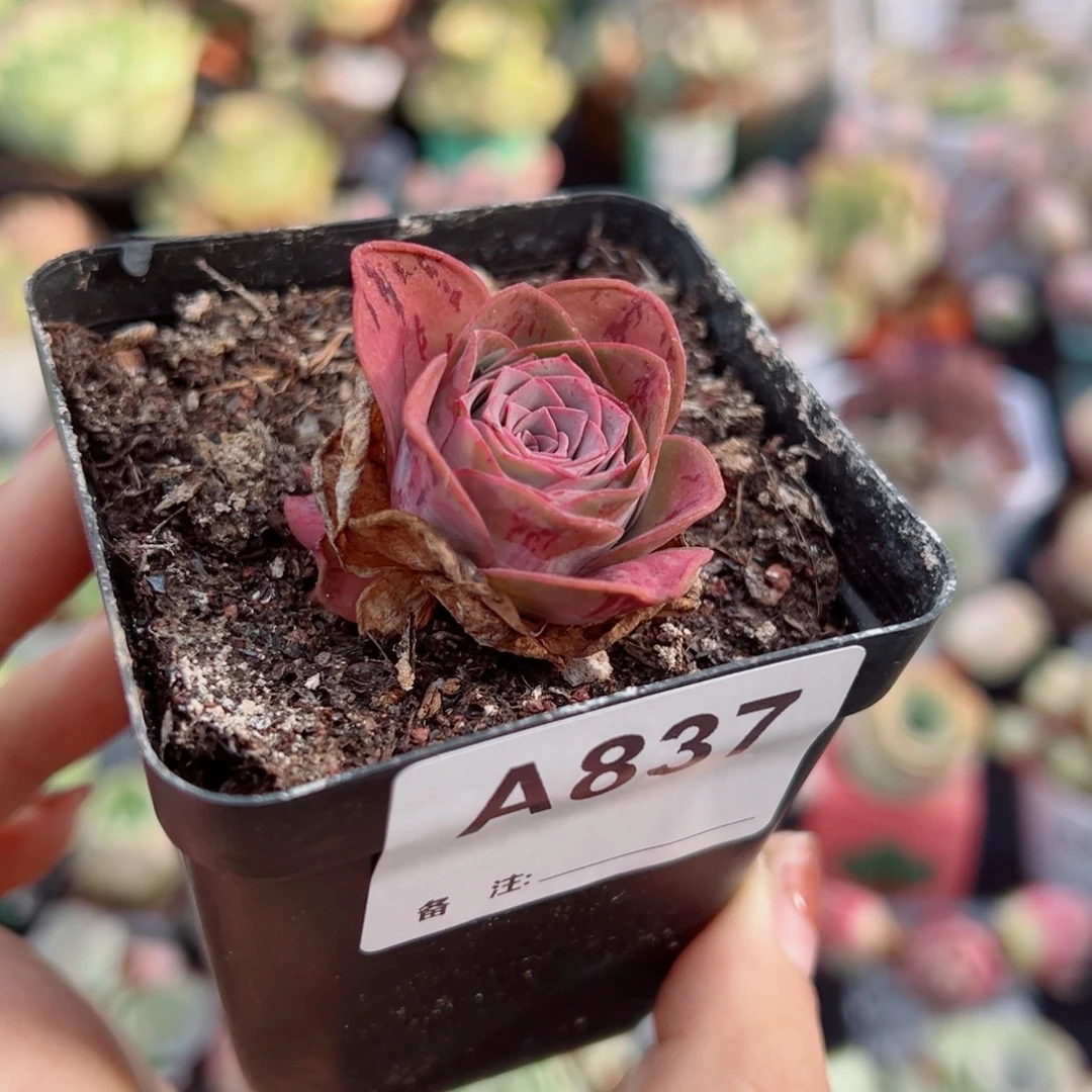 837新品红玫瑰带侧芽。