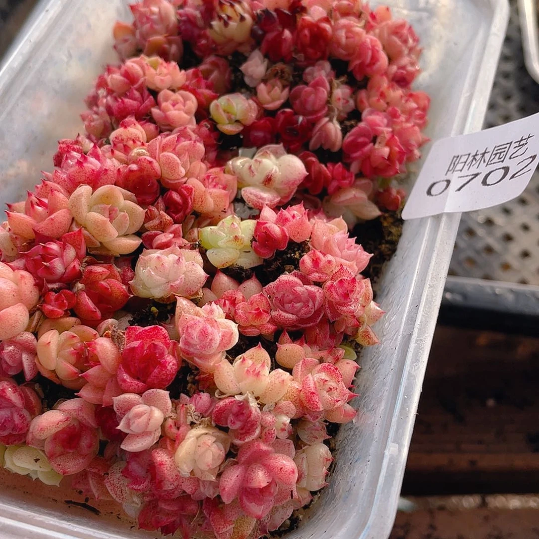 多肉植物多肉植物702