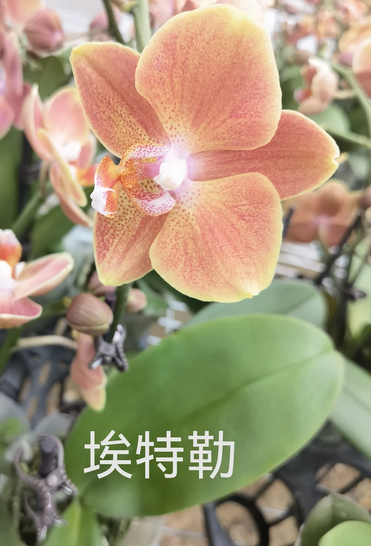 埃特勒  精品蝴蝶兰新鲜直供品质优良