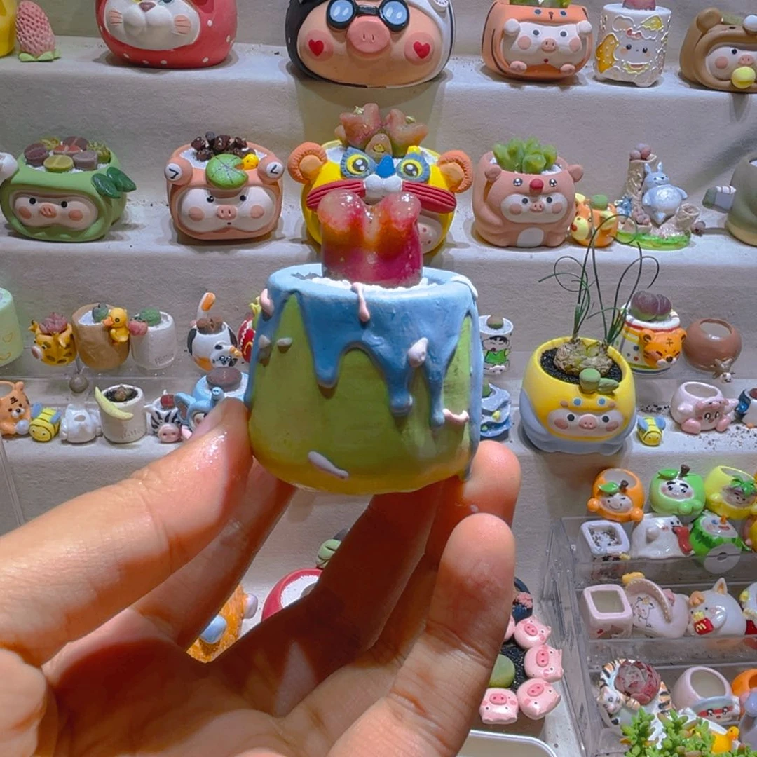 040高端多肉带盆土一套28