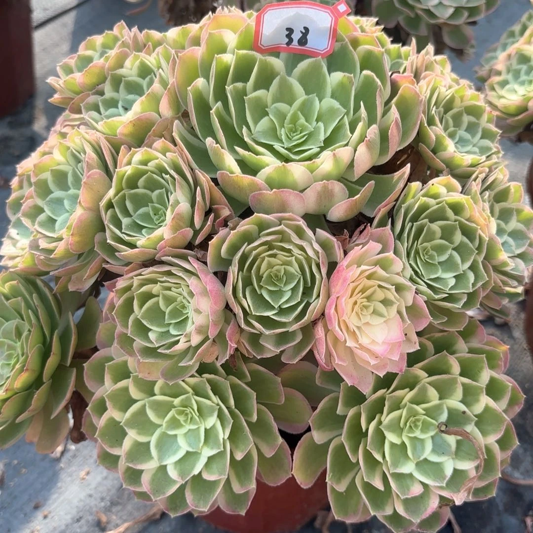全部花朵永*?38孔雀翎多肉植物