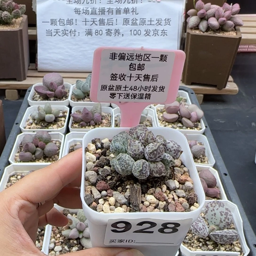 928达摩海报多肉植物