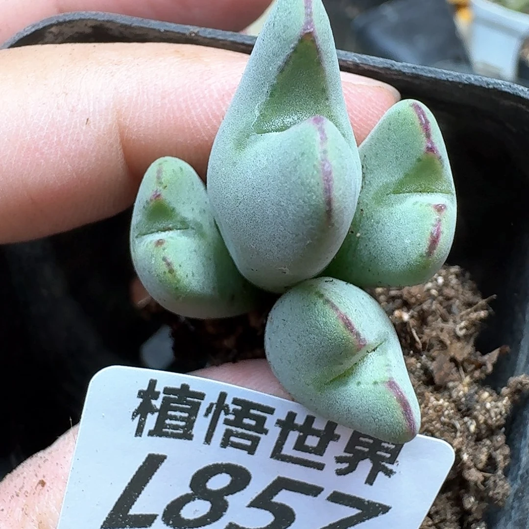 多肉植物的润泽evv