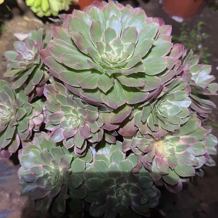 精品莲花座捧花开播福利24