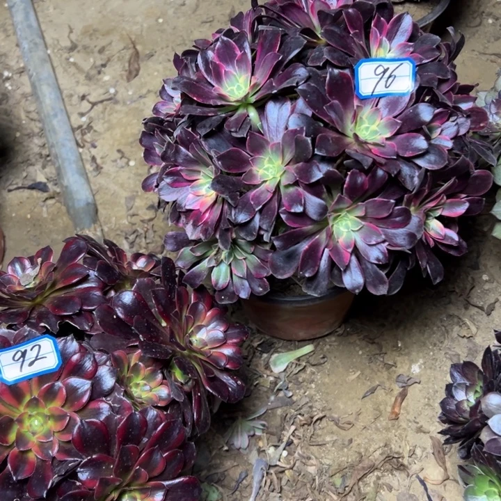 多肉植物金丝法师96