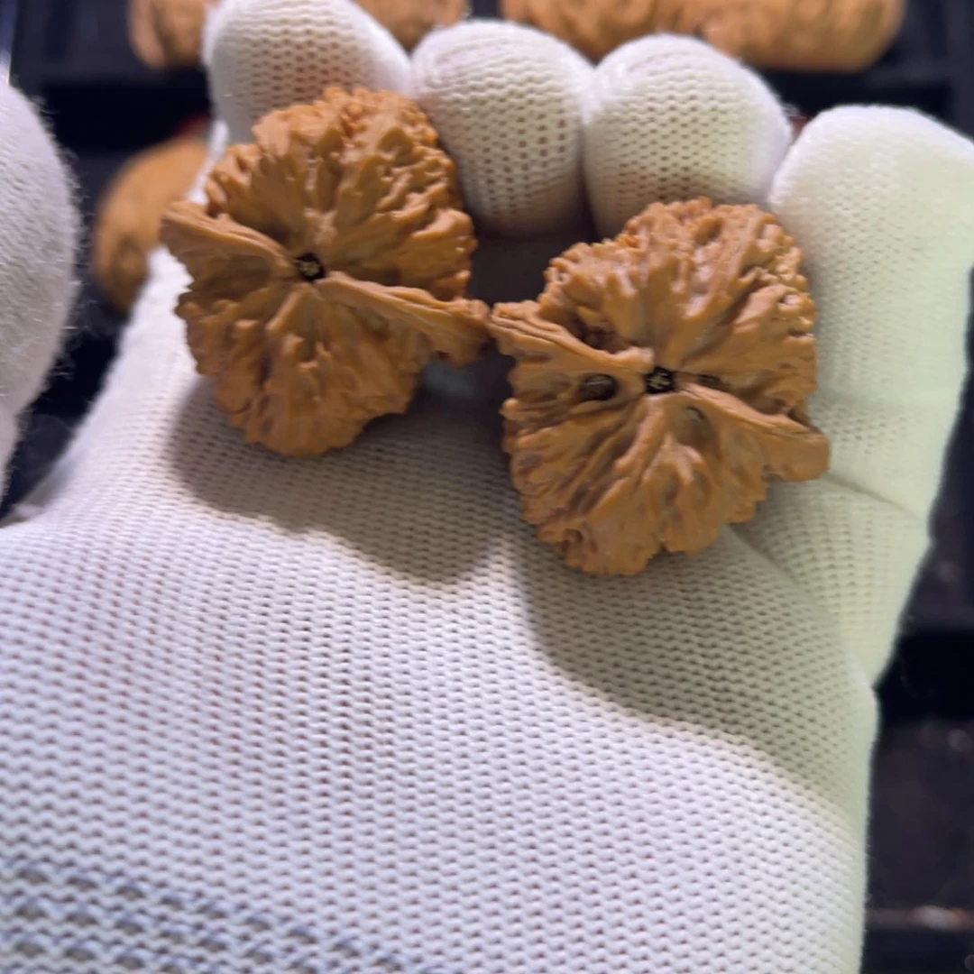 张**?秦皇岛山地果全品01