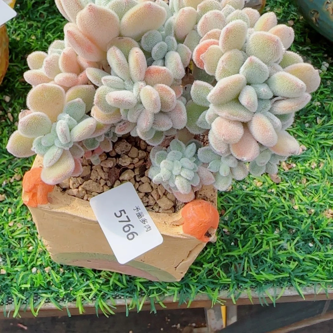 雪晃星缀化，5766多肉植物