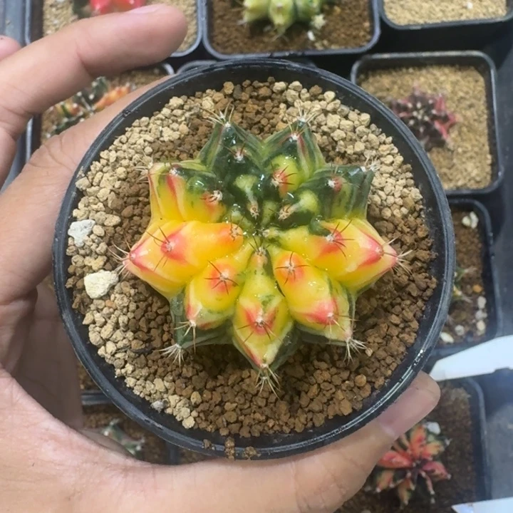 实生米哈锦福利漏