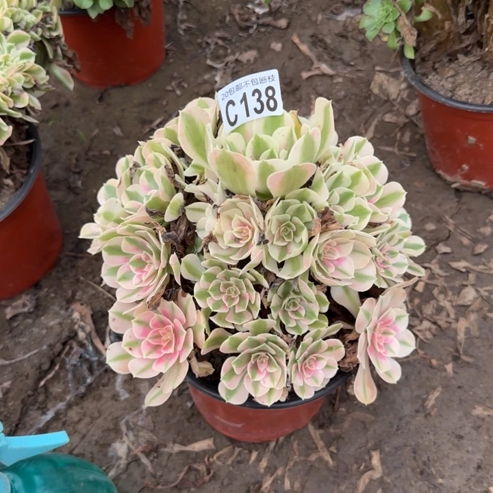 女巫……多肉植物……