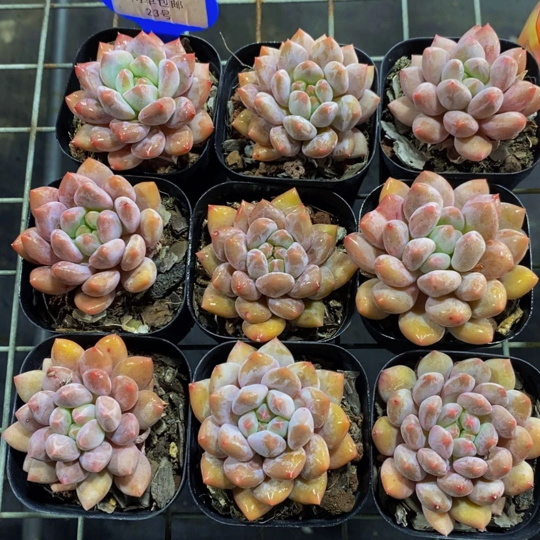 23-精品奶油半夏买一送一