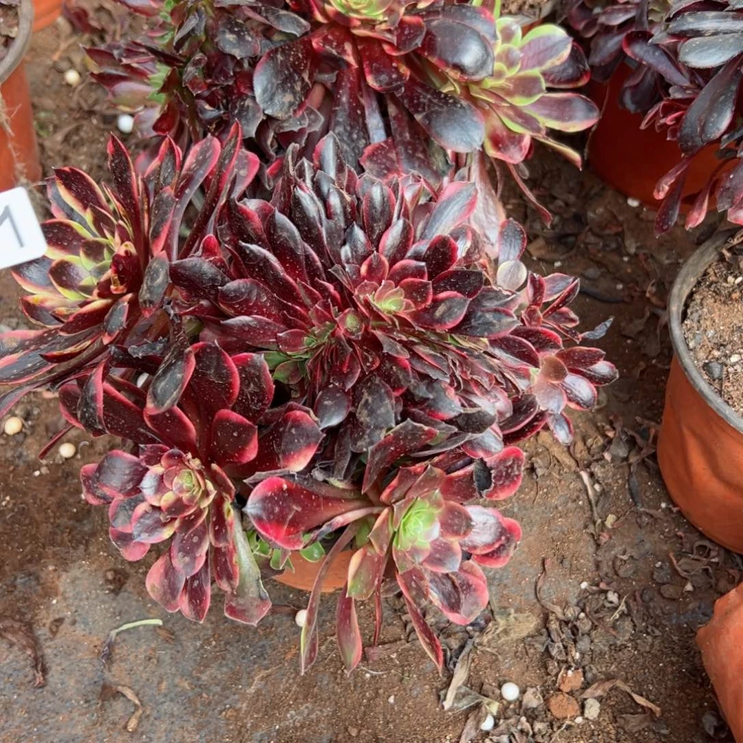 .401号和402 号多肉法师植物