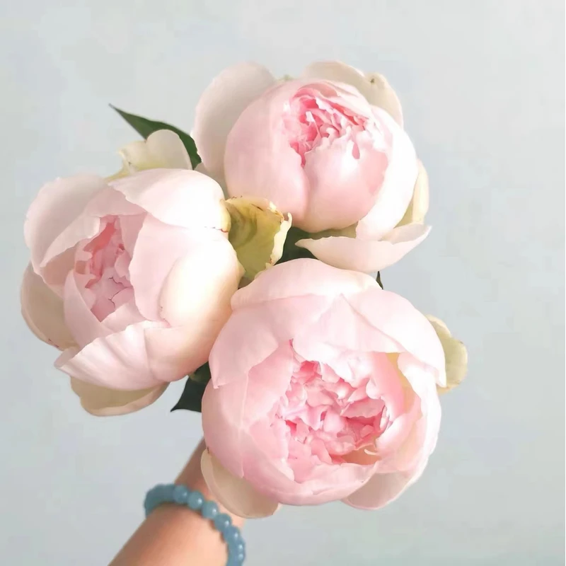 【现货 羞涩女王】荷兰AAA级进口芍药 重瓣 芍药山东基地直发花雲里