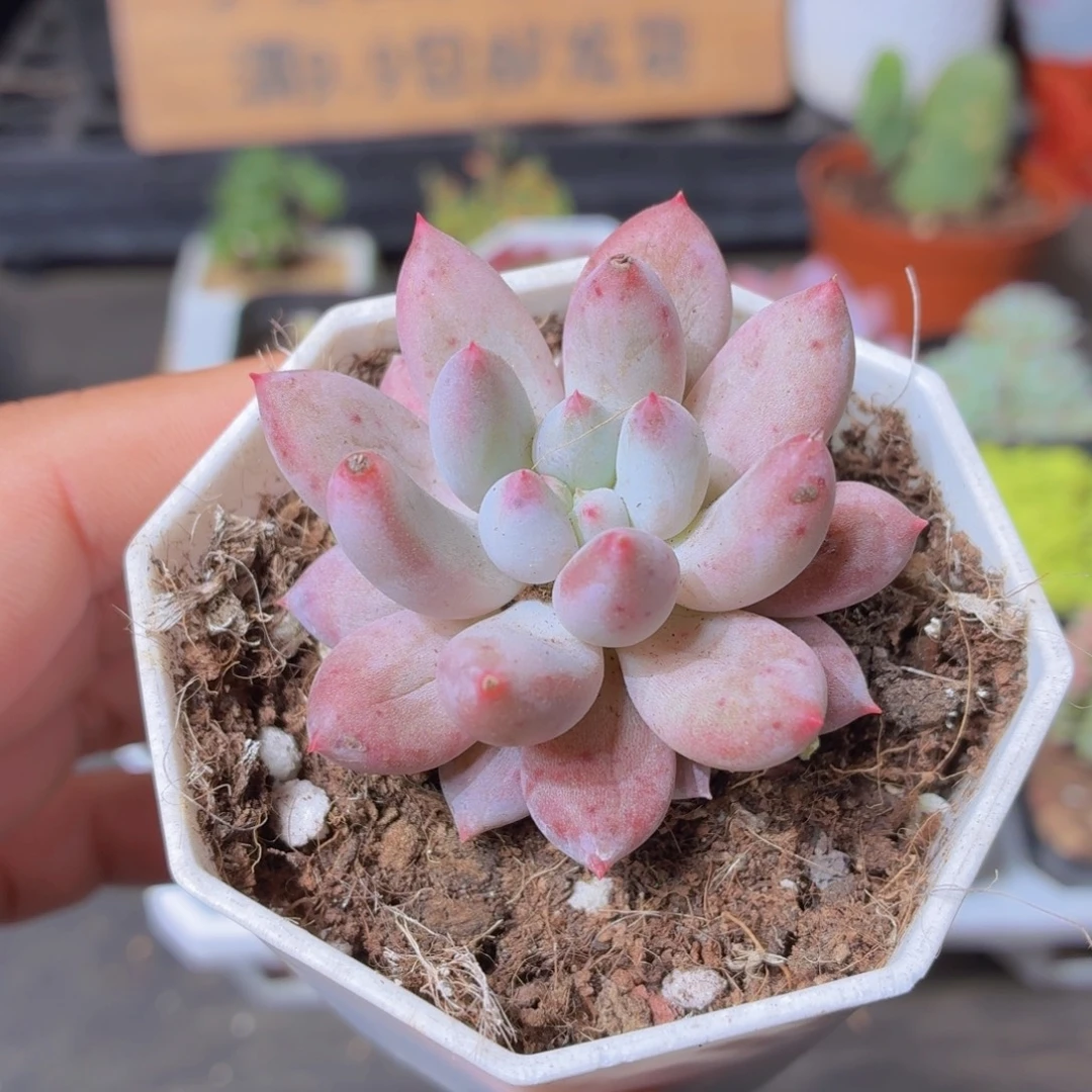 所罗门多肉9.9包邮发货