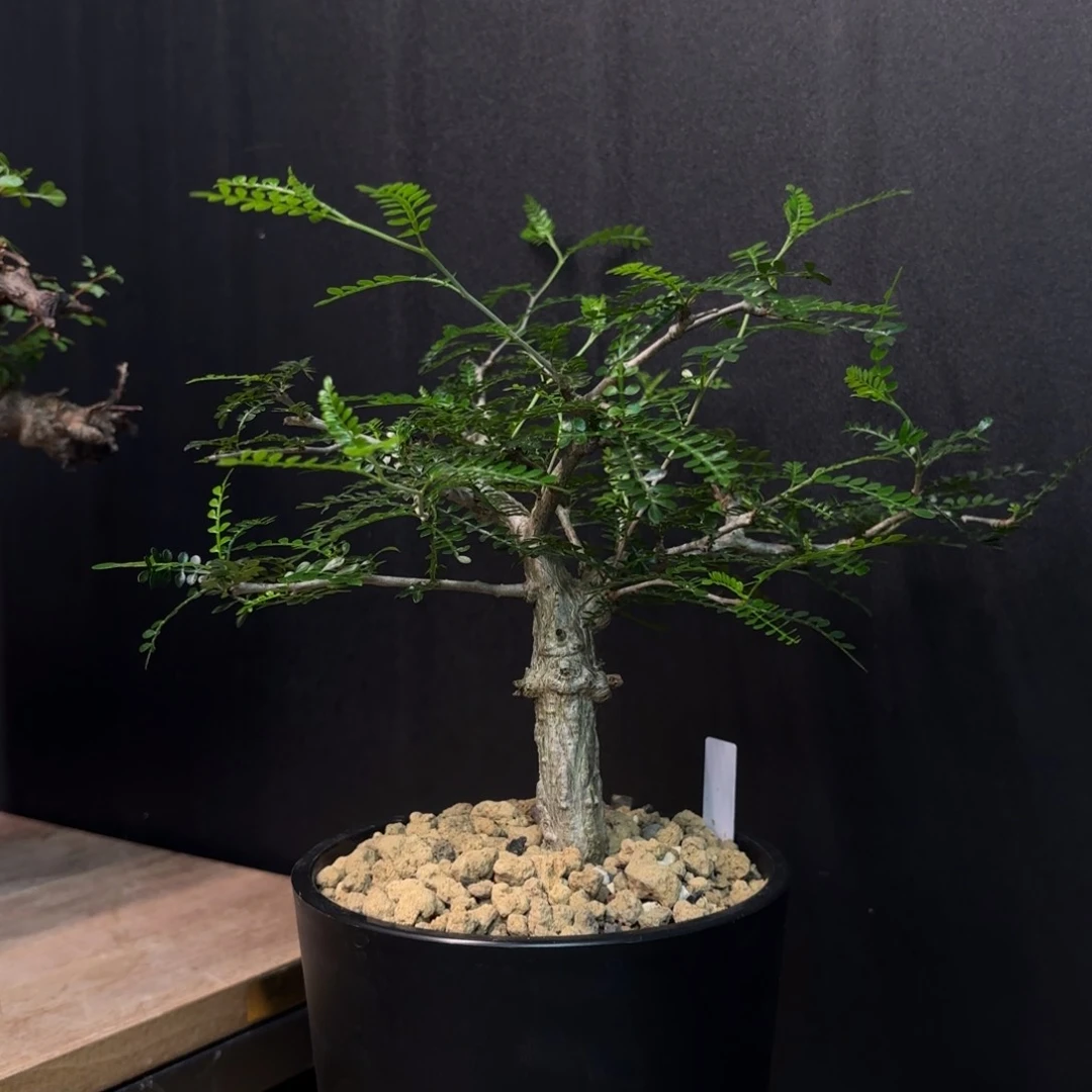 象足漆树带盆土。