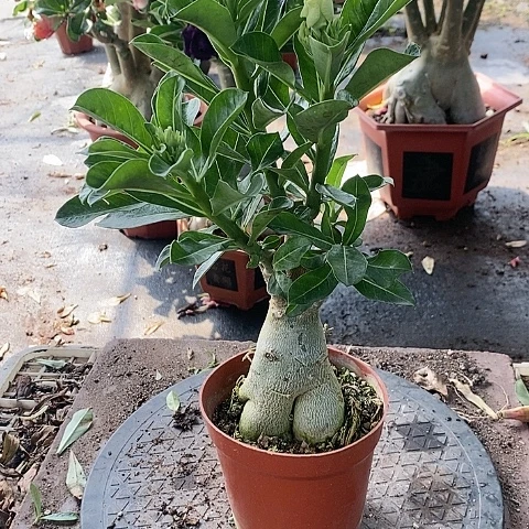 【闪购商品】无花朵梅*