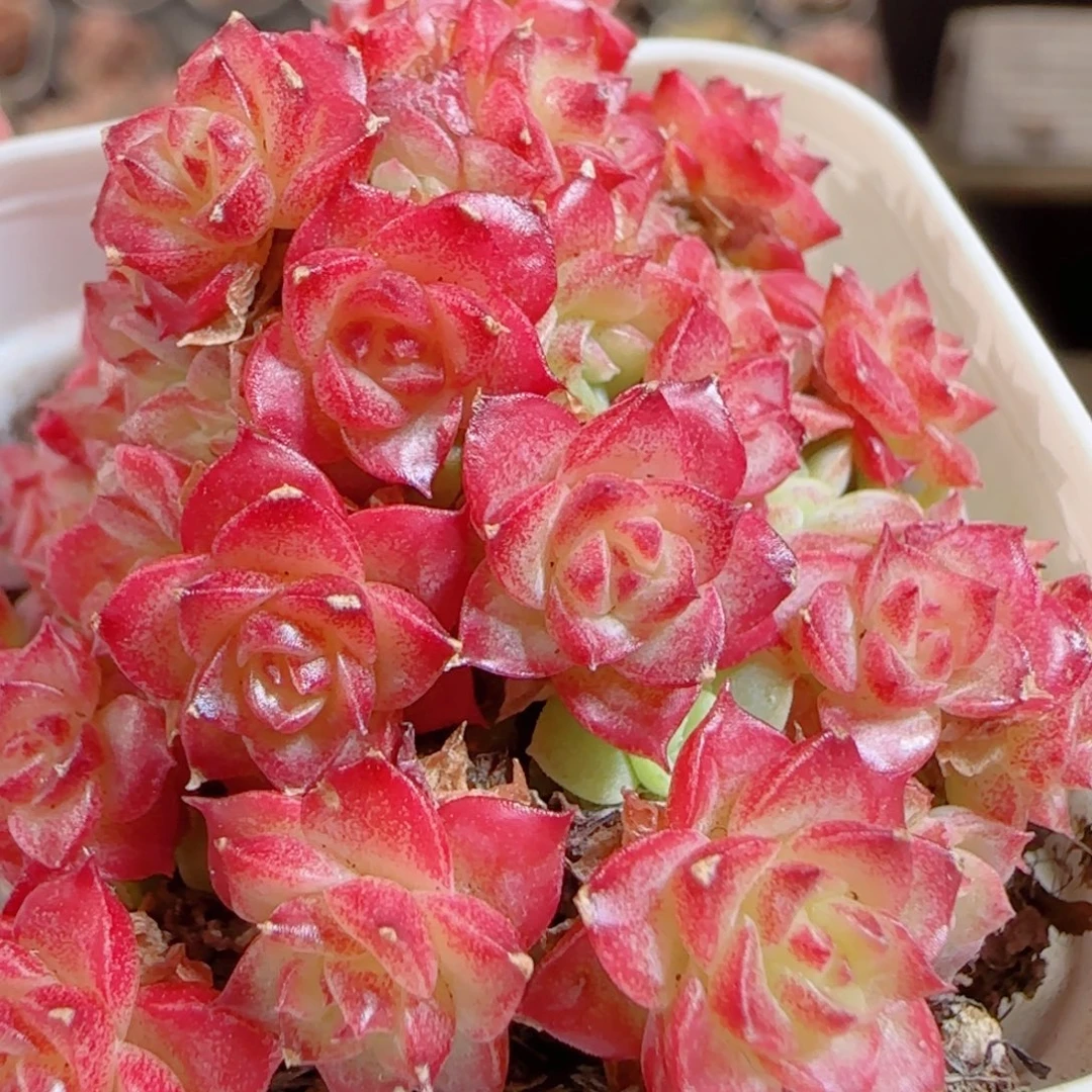 花语多肉0104-137散