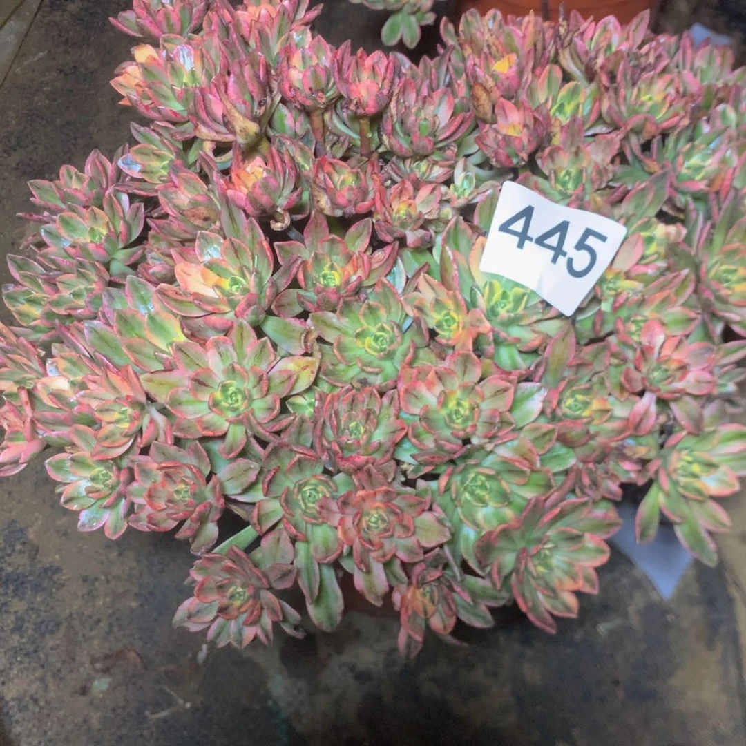 445甜茶多肉植物