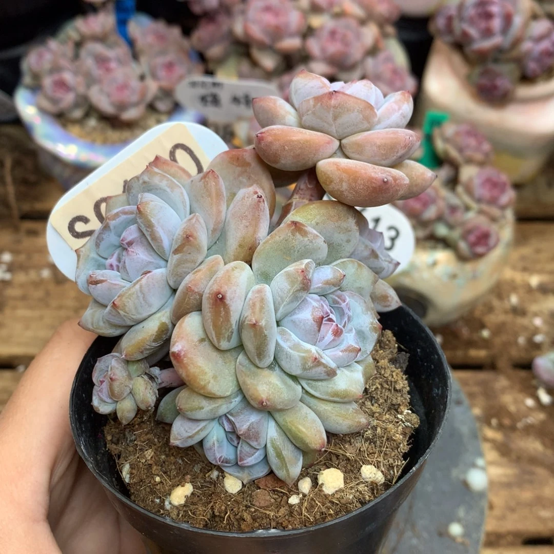 S0110 突尼斯 背景同款