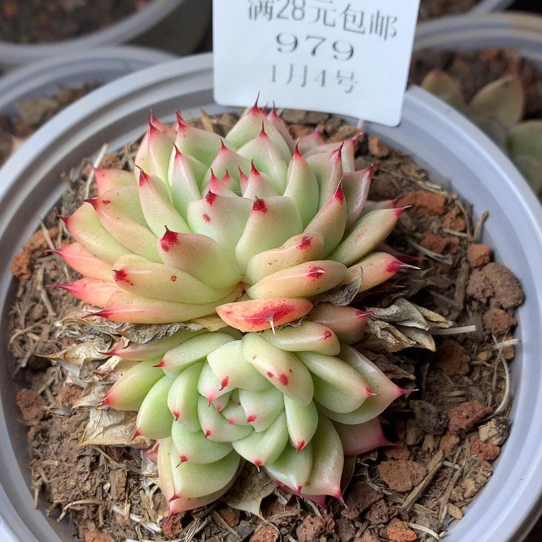 【闪购商品】云979号四厘米