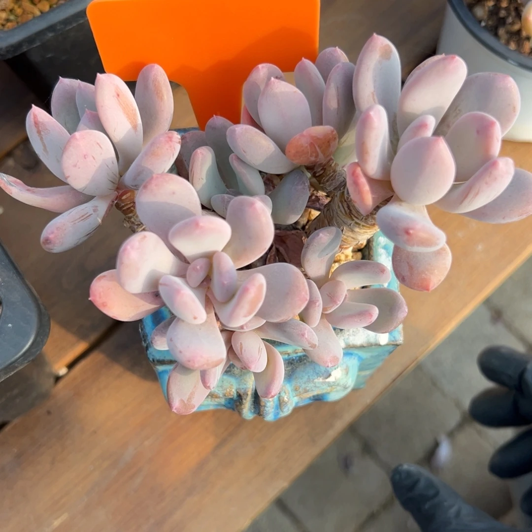 灰姑娘11111111111111111