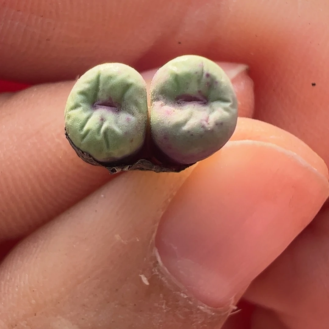 772 好看的肉锥冲冲冲