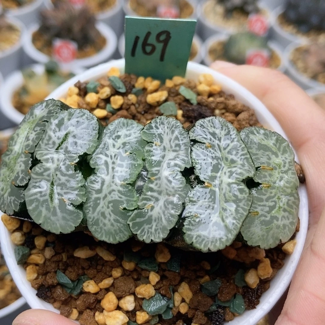 169雪碧玉扇11111111