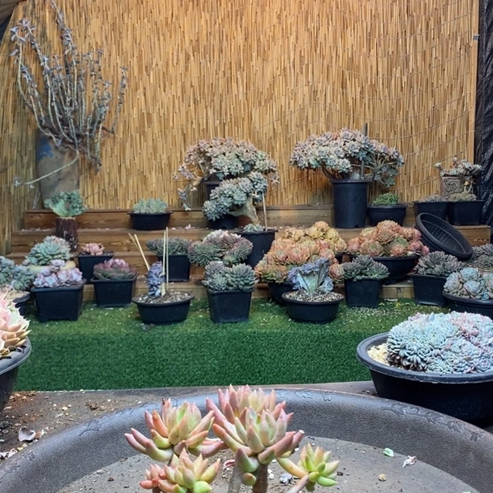 遇***园355号炫彩星多肉植物