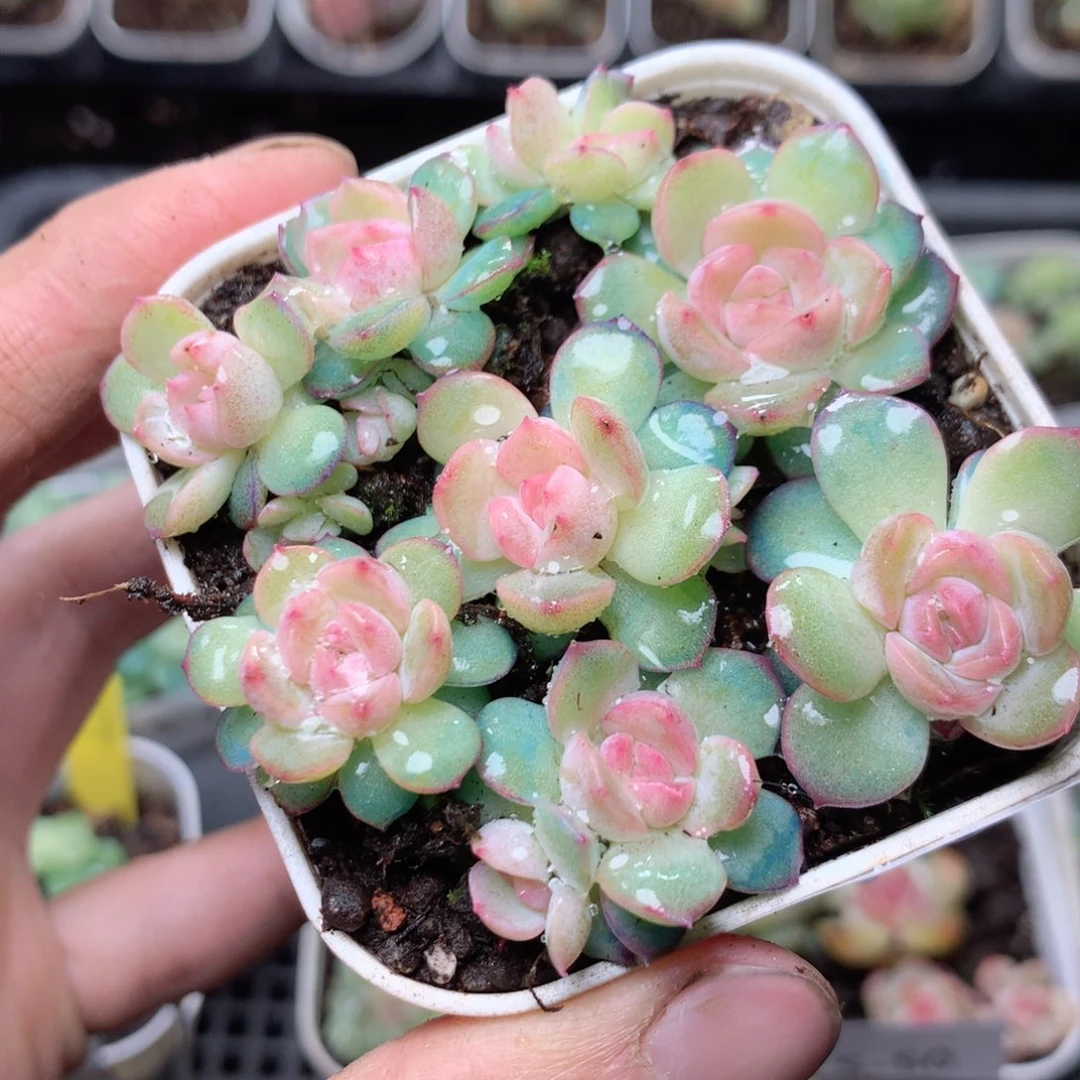 无花朵S52。琴心yyyyyy