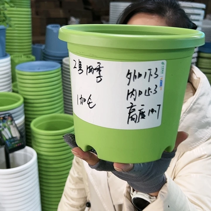 特价2号四季口17.3高14.7果绿无托10只