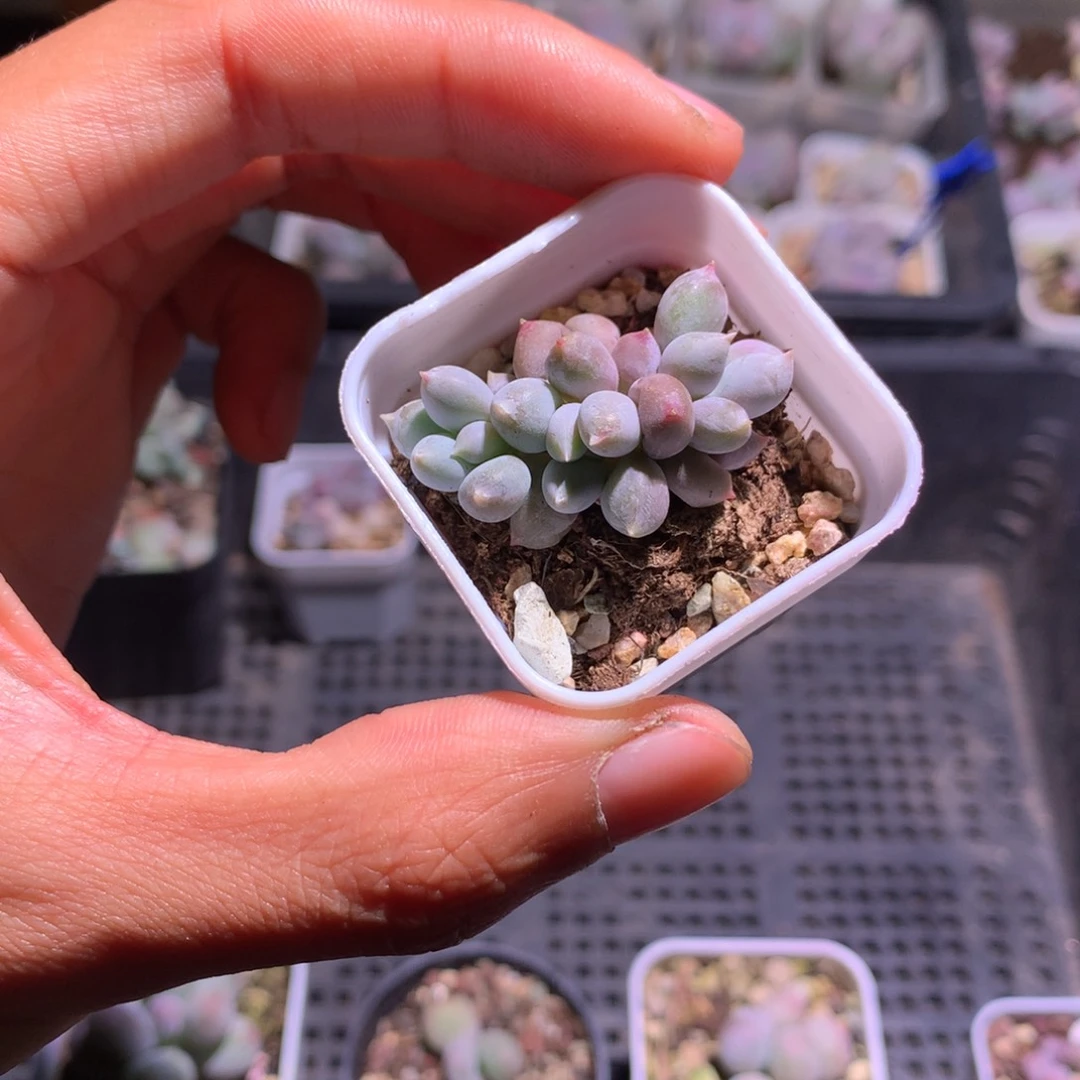 哥特萝莉胖体群生