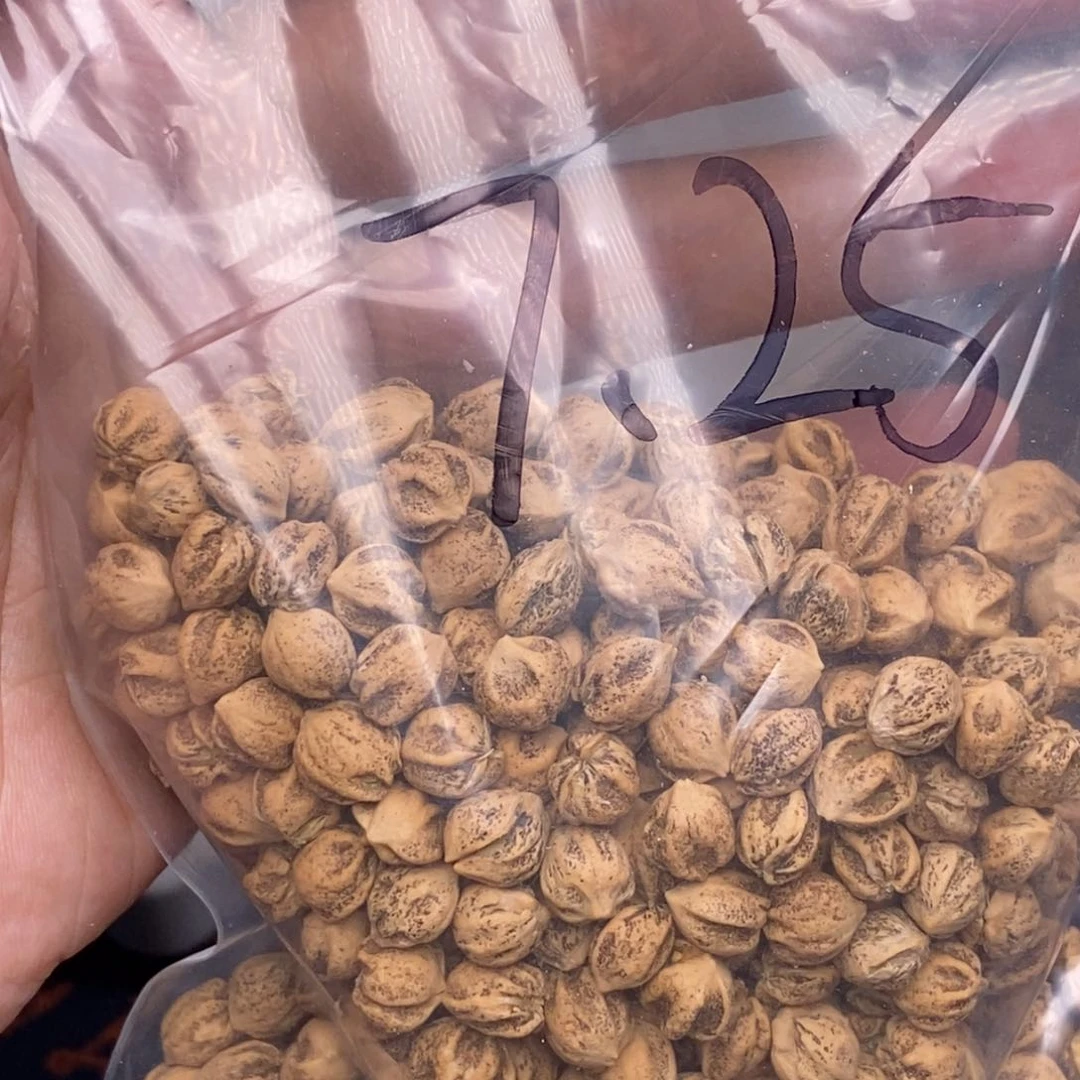 柏香籽/百香籽手串来****…